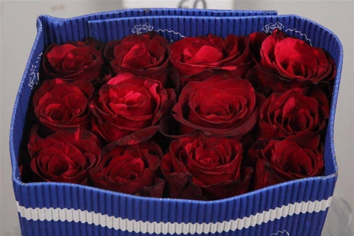 <h4>R Gr Red Panther Ec</h4>