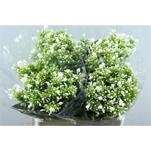 Phlox P Icecap