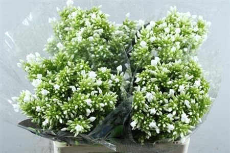 <h4>Phlox P Icecap</h4>