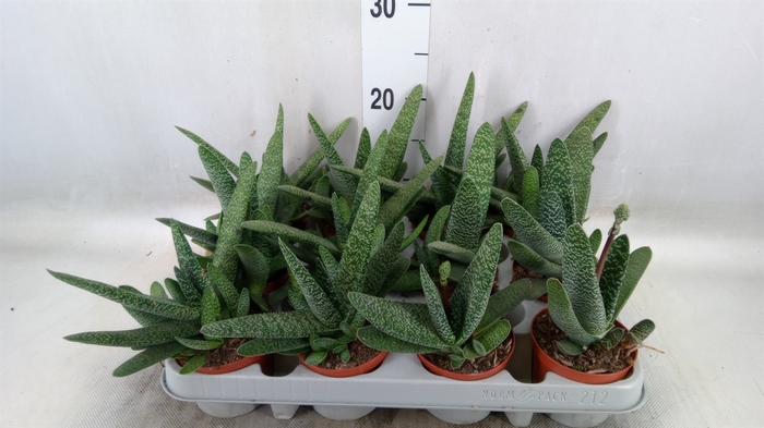 <h4>Gasteria carinata var. verrucosa</h4>