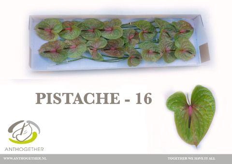 <h4>ANTH A PISTACHE</h4>
