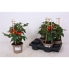 Tomatenplanten