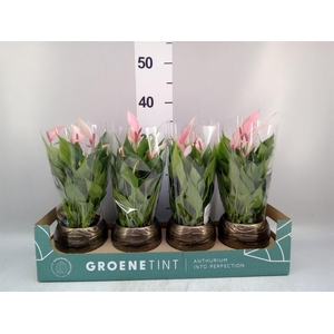 Anthurium andr. 'Lilli'