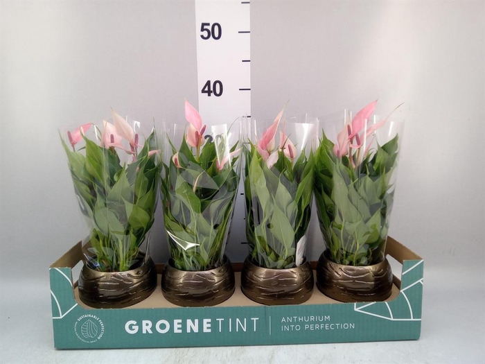 <h4>Anthurium andr. 'Lilli'</h4>