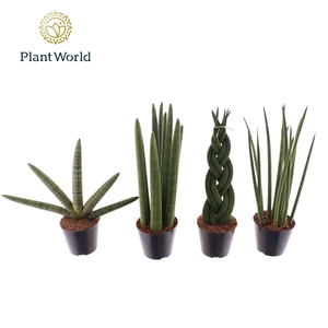 Sansevieria mix P8.5