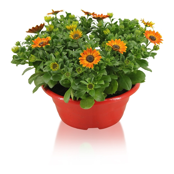 <h4>Osteospermum Margarita in Schaal Rood</h4>