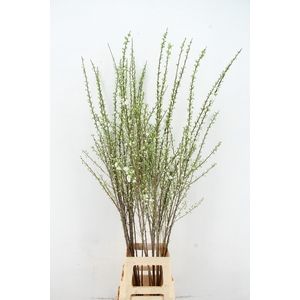 PRUNUS GLANDULOSA VERTAKT 140CM