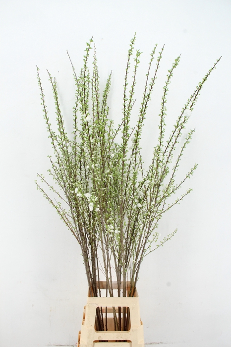 <h4>PRUNUS GLANDULOSA VERTAKT 140CM</h4>