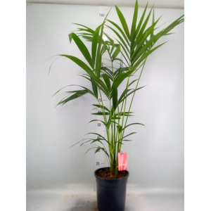 Howea forsteriana