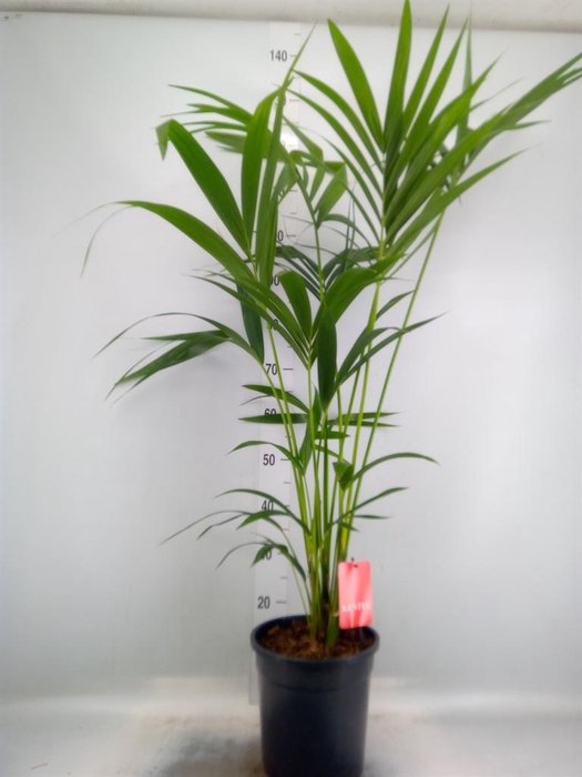 <h4>Howea forsteriana</h4>