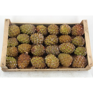 PINUS CONE MEDIUM