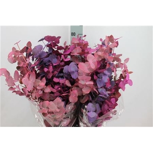 Euca Cinerea Klb Purple Mix Lang 300 Gram