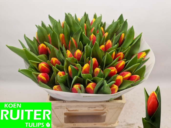 <h4>TU EN RUSSIA</h4>