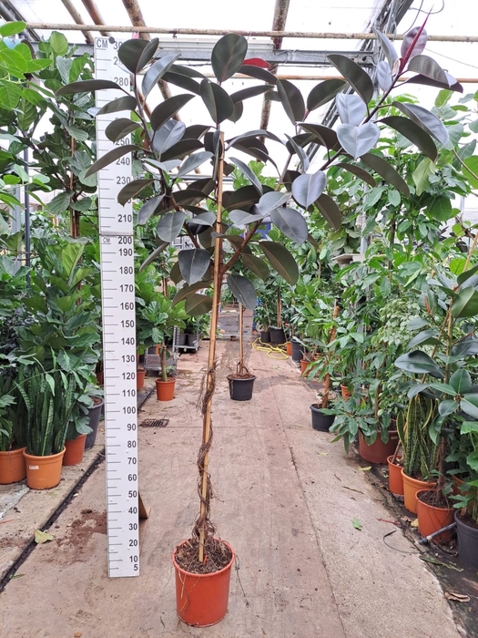 <h4>Ficus Elastica Abidjan</h4>