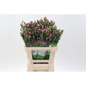 Dianthus TR 'Solomio Bono'