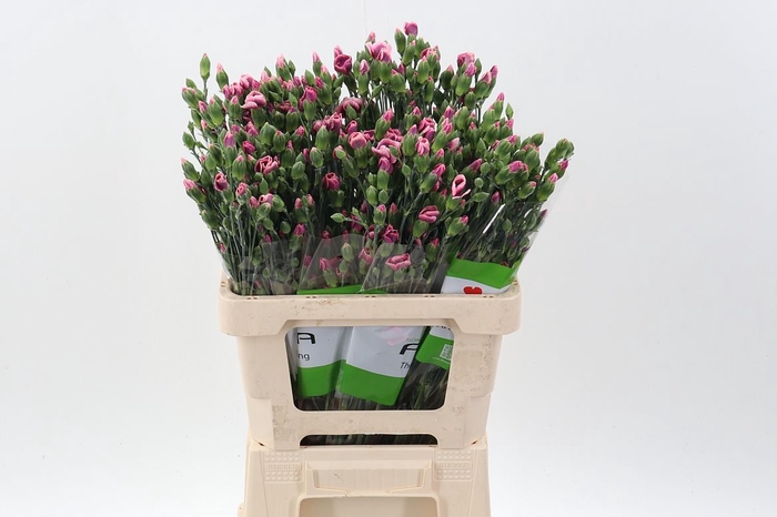 <h4>Dianthus TR 'Solomio Bono'</h4>