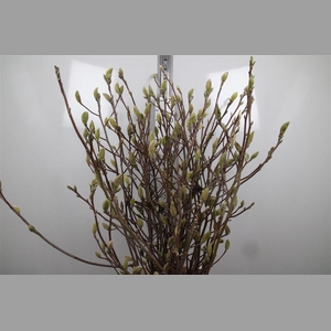 Magnolia Grandi Yellow
