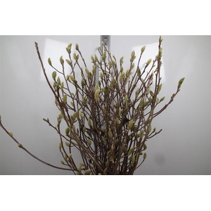 Magnolia Grandi Yellow