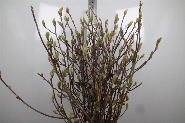 <h4>Magnolia Grandi Yellow</h4>