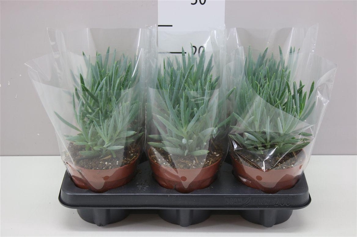 <h4>Curio M Everest</h4>