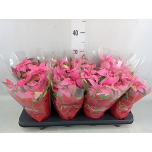 Euphorbia pulc. 'Princ Pink'