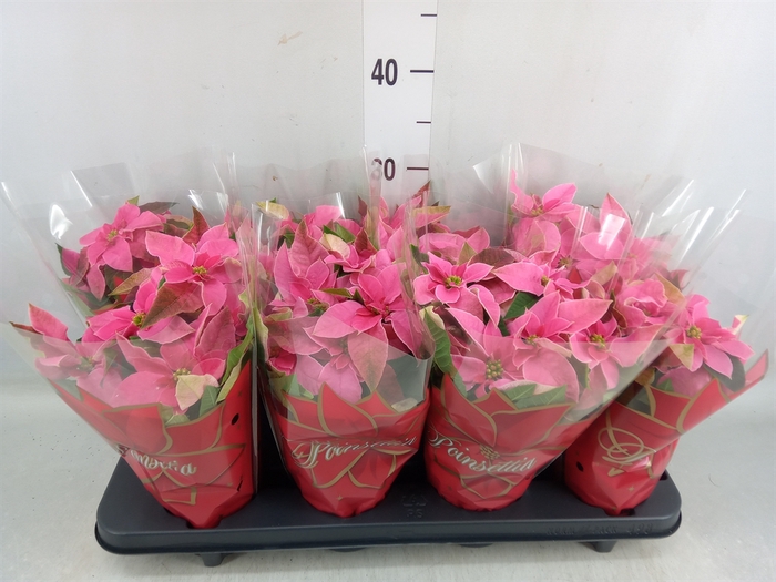 <h4>Euphorbia pulc. 'Princ Pink'</h4>