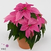 Euphorbia pulc. 'Princ Hot Pink'