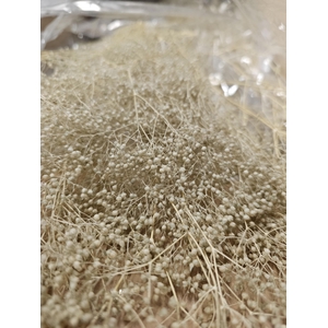 GESTABILISEERD GYPS MILLION STAR BEIGE