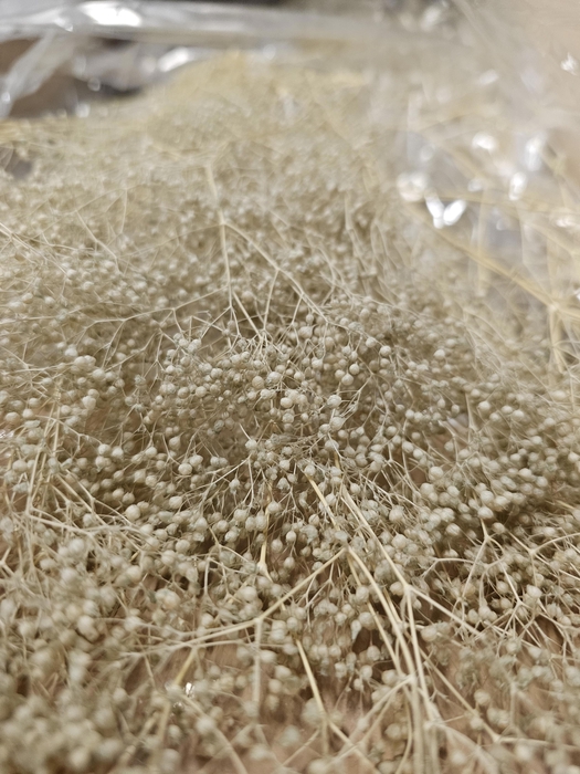 <h4>GESTABILISEERD GYPS MILLION STAR BEIGE</h4>