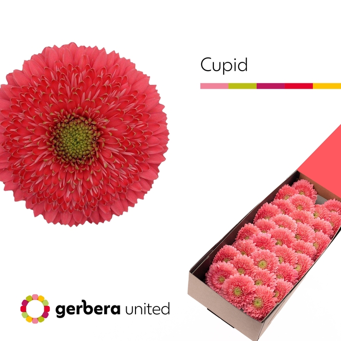 <h4>Germini Pomponi Terra Cupid Doos</h4>