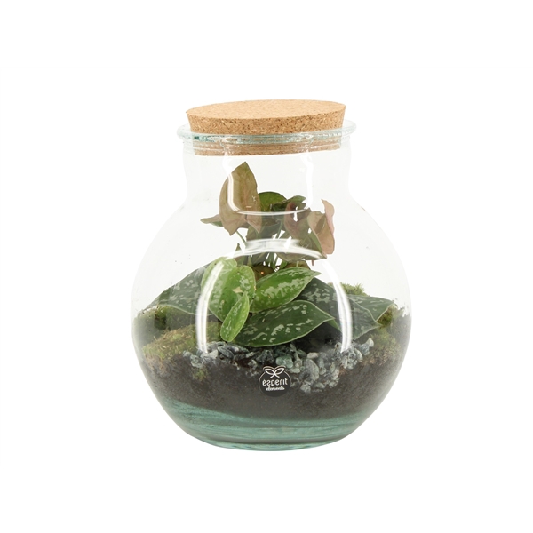 <h4>90799: Terrarium arrangement</h4>