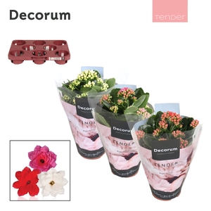 Kalanchoe Decorum TENDER - Love Mix