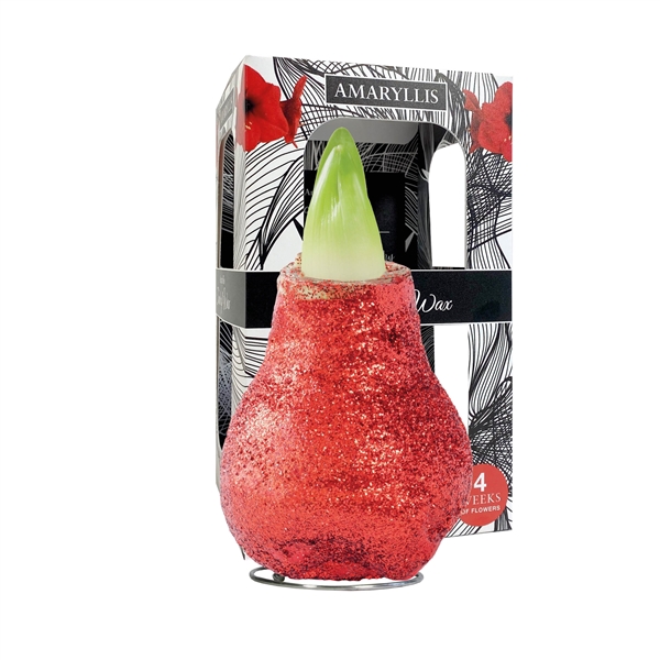<h4>Amaryllis Touch of Wax Magic Red 6x1, rode bloem, Karton Giftbox</h4>
