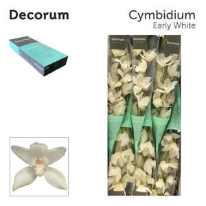 CYMB T EARLY WHITE Decorum 80cm
