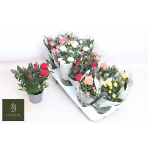 RO KORDANA GEM 5 SRT