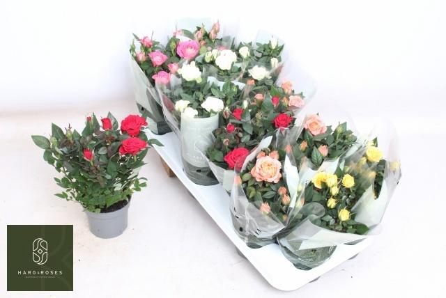 <h4>RO KORDANA GEM 5 SRT</h4>