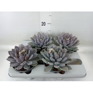 Pachyphytum  'Draco'