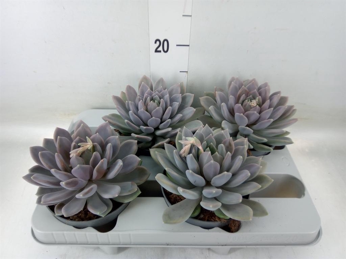 <h4>Pachyphytum  'Draco'</h4>