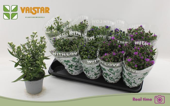 <h4>ASTE STARL GEM</h4>