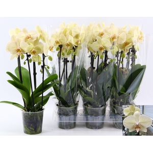 PHAL EL CASCADE
