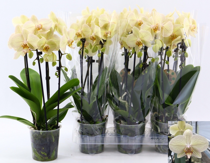 <h4>PHAL EL CASCADE</h4>