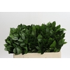 Ruscus Hypophyllum