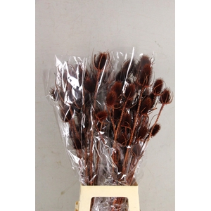 DF Dipsacus Brown Bs 130g