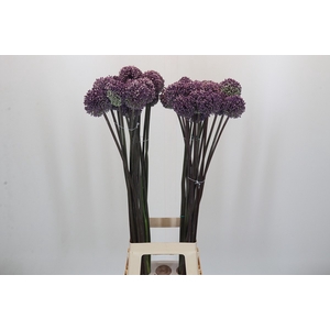 Allium Summer Drummer