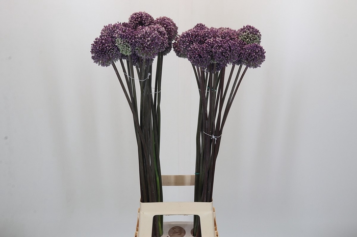 <h4>Allium Summer Drummer</h4>