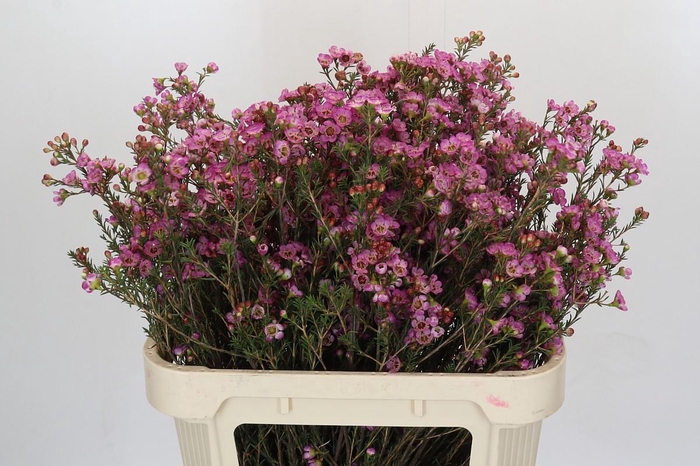 <h4>Chamelaucium Adi</h4>