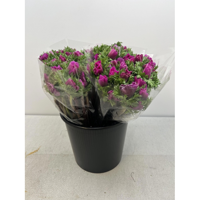 <h4>ANEM CO MIS + FUCSIA EX</h4>