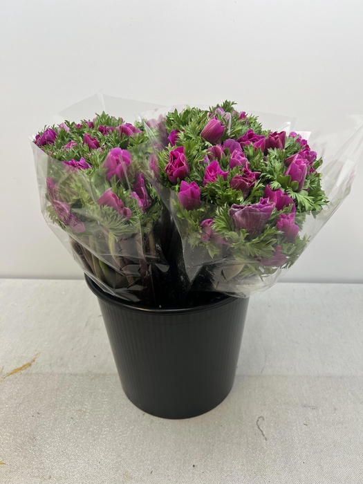 ANEM CO MIS + FUCSIA