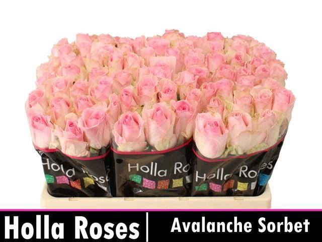<h4>Rs gr Avalanche Sorbet+</h4>