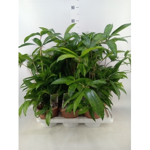Dracaena surculosa